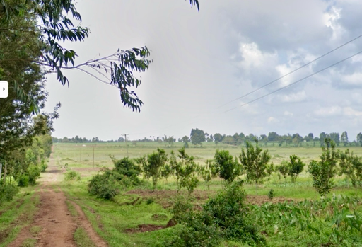 Zea-Farm Maisproduktion out-000